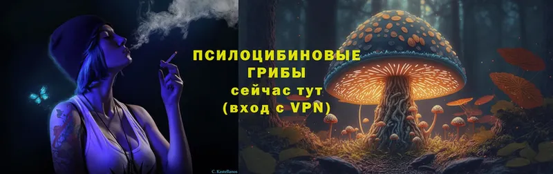 Галлюциногенные грибы Cubensis  Невинномысск 